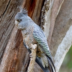 Callocephalon fimbriatum at Hughes, ACT - suppressed