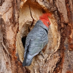 Callocephalon fimbriatum by LisaH