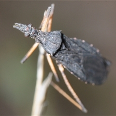 Thelocoris nigricans (An assassin bug) at Denman Prospect, ACT - 1 Nov 2025 by Harrisi
