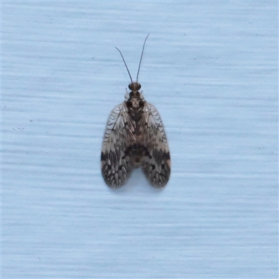 Unverified Lacewing (Neuroptera) at Turner, ACT - 2 Nov 2025 by ConBoekel