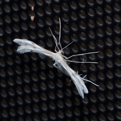 Wheeleria spilodactylus (Horehound plume moth) at Turner, ACT - 2 Nov 2025 by ConBoekel