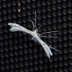 Wheeleria spilodactylus (Horehound plume moth) at Turner, ACT - 2 Nov 2025 by ConBoekel