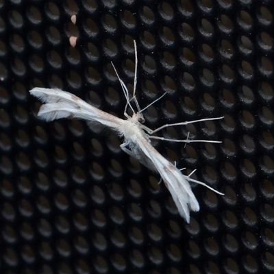 Wheeleria spilodactylus (Horehound plume moth) at Turner, ACT - 2 Nov 2025 by ConBoekel