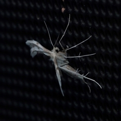 Wheeleria spilodactylus at Turner, ACT - 2 Nov 2025 08:31 PM