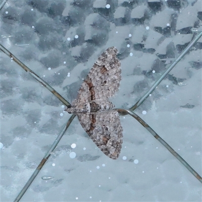 Phrissogonus laticostata (Apple Looper Moth) at Turner, ACT - 2 Nov 2025 by ConBoekel