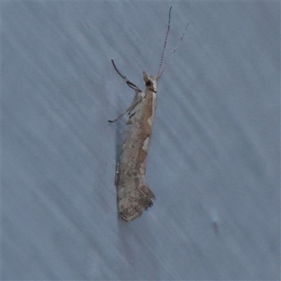 Plutella xylostella (Diamondback Moth) at Turner, ACT - 2 Nov 2025 by ConBoekel