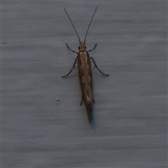 Plutella xylostella at Turner, ACT - 2 Nov 2025 08:26 PM