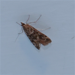 Achyra affinitalis at Turner, ACT - 2 Nov 2025 08:29 PM