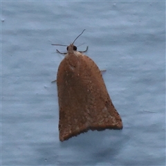 Anisogona notoplaga (A Tortricid moth) at Turner, ACT - 2 Nov 2025 by ConBoekel