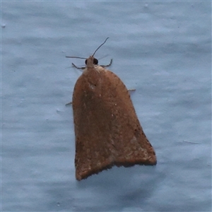 Anisogona notoplaga (A Tortricid moth) at Turner, ACT - 2 Nov 2025 by ConBoekel