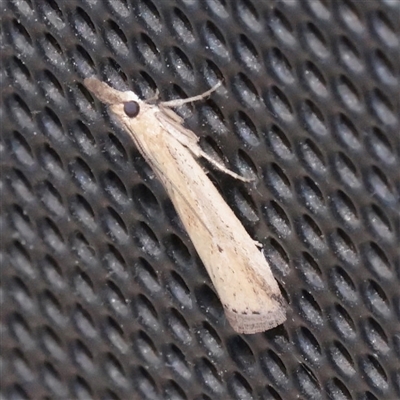 Faveria tritalis (Couchgrass Webworm) at Turner, ACT - 2 Nov 2025 by ConBoekel