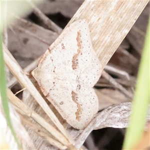 Unverified Moth (Lepidoptera) at O'Connor, ACT - Yesterday by ConBoekel