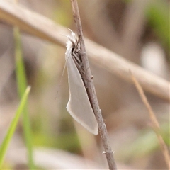 Thema holoxesta (Snowy Thema (Chezala Group)) at Turner, ACT - 3 Nov 2025 by ConBoekel