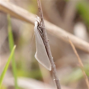 Thema holoxesta (Snowy Thema (Chezala Group)) at Turner, ACT - Yesterday by ConBoekel
