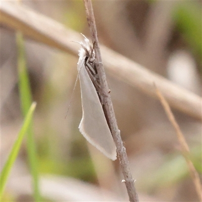 Thema holoxesta (Snowy Thema (Chezala Group)) at Turner, ACT - 3 Nov 2025 by ConBoekel