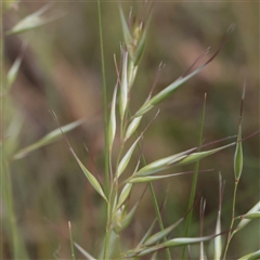 Rytidosperma (genus) (Wallaby Grass) at O'Connor, ACT - 3 Nov 2025 by ConBoekel