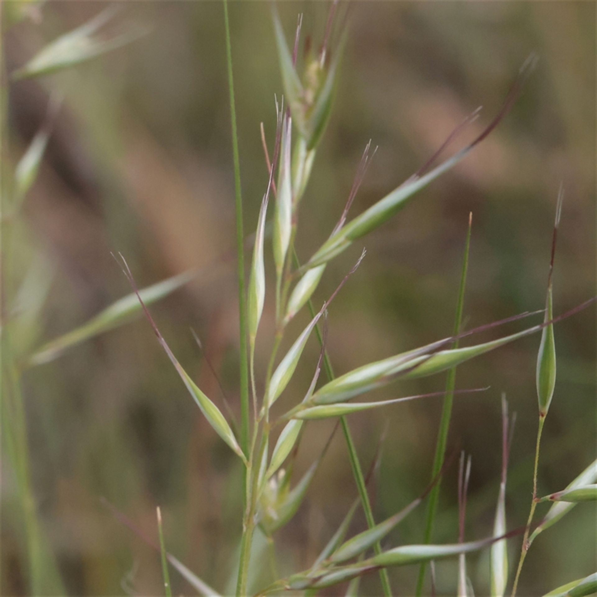 Rytidosperma (genus) at O'Connor, ACT - 3 Nov 2025 08:23 AM