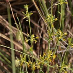 Pimelea curviflora var. sericea at O'Connor, ACT - 3 Nov 2025 by ConBoekel
