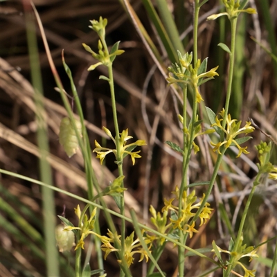Pimelea curviflora var. sericea at O'Connor, ACT - 3 Nov 2025 by ConBoekel