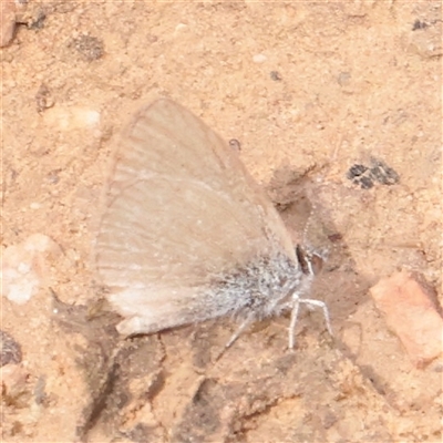Zizina otis (Common Grass-Blue) at O'Connor, ACT - 3 Nov 2025 by ConBoekel