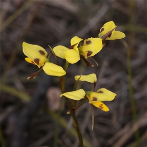 Diuris sulphurea at O'Connor, ACT - suppressed