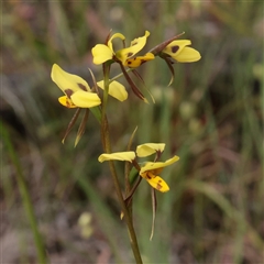 Diuris sulphurea at O'Connor, ACT - suppressed