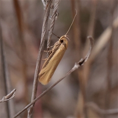 Philobota latifissella (A Concealer moth (Philobota group) at O'Connor, ACT - 3 Nov 2025 by ConBoekel
