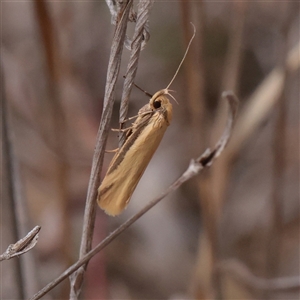Philobota latifissella (A Concealer moth (Philobota group) at O'Connor, ACT - Yesterday by ConBoekel