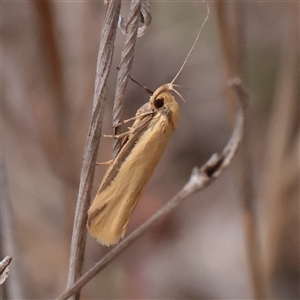 Philobota latifissella at O'Connor, ACT - 3 Nov 2025 08:48 AM