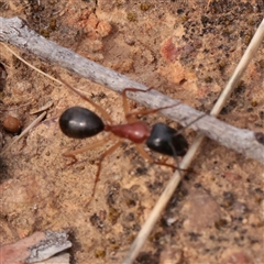 Camponotus nigriceps (Black-headed sugar ant) at O'Connor, ACT - 3 Nov 2025 by ConBoekel