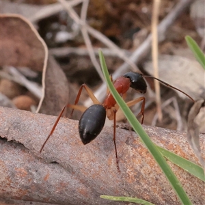 Camponotus nigriceps at O'Connor, ACT - 3 Nov 2025 08:49 AM
