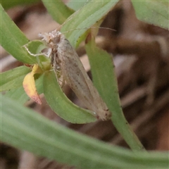 Pyraloidea (unidentified Pyraloid moth) (A Pyraloid moth (Pyraloidea)) at O'Connor, ACT - 3 Nov 2025 by ConBoekel