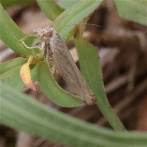 Unverified Moth (Lepidoptera) at O'Connor, ACT - Yesterday by ConBoekel