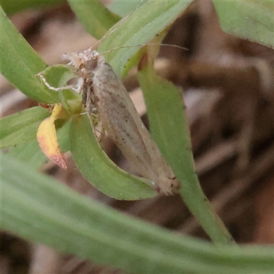 Pyraloidea (unidentified Pyraloid moth) (A Pyraloid moth (Pyraloidea)) at O'Connor, ACT - 3 Nov 2025 by ConBoekel