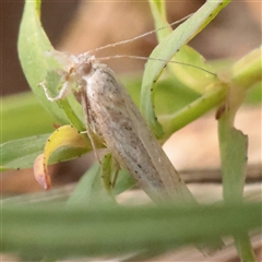 Pyraloidea (unidentified Pyraloid moth) at O'Connor, ACT - 3 Nov 2025 08:53 AM