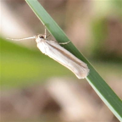 Philobota pilipes (A concealer moth) at O'Connor, ACT - 3 Nov 2025 by ConBoekel