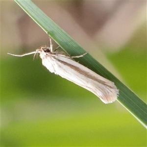 Philobota pilipes at O'Connor, ACT - 3 Nov 2025 08:57 AM