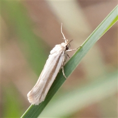 Philobota pilipes at O'Connor, ACT - 3 Nov 2025 08:57 AM