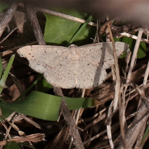 Taxeotis (genus) at O'Connor, ACT - 3 Nov 2025 09:08 AM