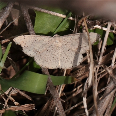 Taxeotis (genus) (Unidentified Taxeotis geometer moths) at O'Connor, ACT - 3 Nov 2025 by ConBoekel