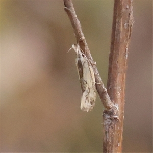 Thema macroscia (A Concealer moth (Chezala group) at O'Connor, ACT - Yesterday by ConBoekel