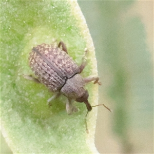 Unverified Weevil (Curculionoidea) at O'Connor, ACT - Yesterday by ConBoekel