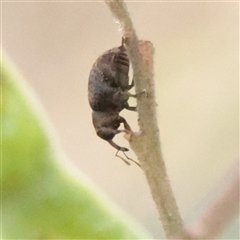 Melanterius sp. (genus) at O'Connor, ACT - 3 Nov 2025 09:28 AM
