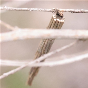 Lepidoscia arctiella (Tower Case Moth) at O'Connor, ACT - Yesterday by ConBoekel