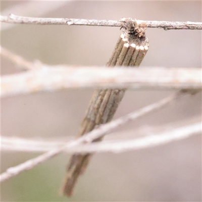 Lepidoscia arctiella (Tower Case Moth) at O'Connor, ACT - 3 Nov 2025 by ConBoekel