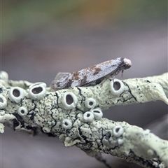 Flavoparmelia sp. at Denman Prospect, ACT - 1 Nov 2025 by Miranda