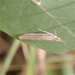 Etiella behrii (Lucerne Seed Web Moth) at O'Connor, ACT - 3 Nov 2025 by ConBoekel