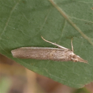 Etiella behrii at O'Connor, ACT - 3 Nov 2025 09:46 AM