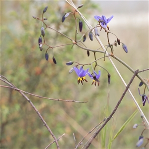 Dianella revoluta at O'Connor, ACT - 3 Nov 2025 10:29 AM