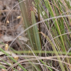 Dianella revoluta at O'Connor, ACT - 3 Nov 2025 10:29 AM